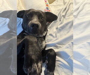 Rex - Male Labrador Retriever-Staffordshire Bull Terrier Mix Dog for Adoption - Photo #8