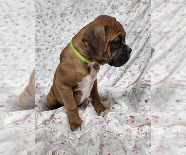 Medium Photo #7 Boxer Puppy For Sale in AFTON, WY, USA