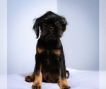 Small #5 Brussels Griffon