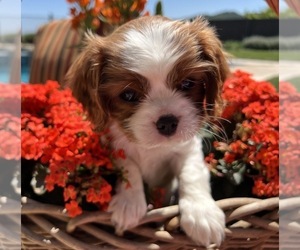 Cavalier King Charles Spaniel Puppy for sale in TEMPLETON, CA, USA