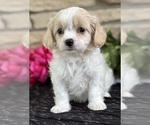 Small Cav-A-Malt