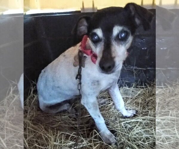 Medium Photo #1 Mutt Puppy For Sale in Middlesex, NC, USA