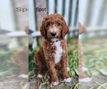 Puppy 8 Poodle (Standard)-Unknown Mix
