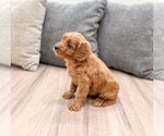 Small #4 Cavapoo (Miniature)