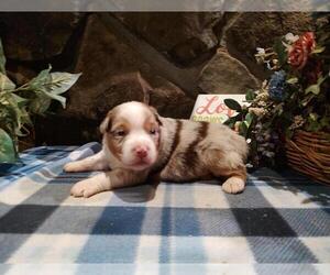 Australian Shepherd Puppy for sale in WESTFIELD, MA, USA