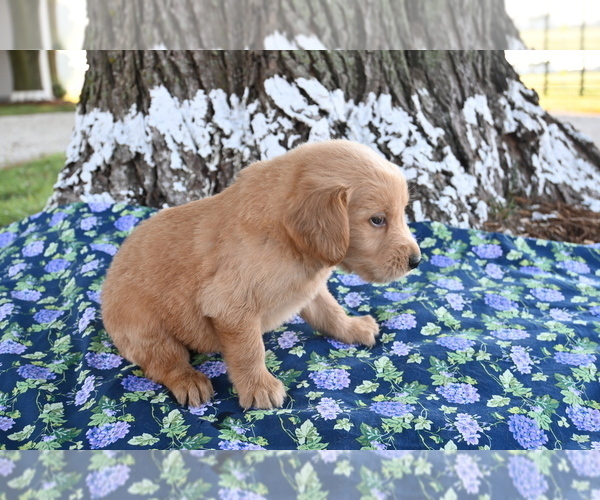 Medium Photo #7 Golden Retriever Puppy For Sale in BLOOMINGTON, IN, USA