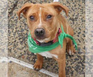 Spartacus - Male Beagle-Unknown Mix Dog for Adoption - Photo #7