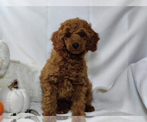 Poodle (Miniature) Puppy for sale in W FIELD, NC, USA