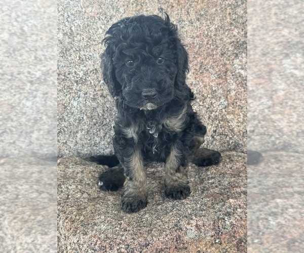 Medium Photo #19 Poodle (Miniature)-Poodle (Standard) Mix Puppy For Sale in LONGMONT, CO, USA