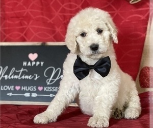 Goldendoodle Puppy for sale in LANCASTER, PA, USA