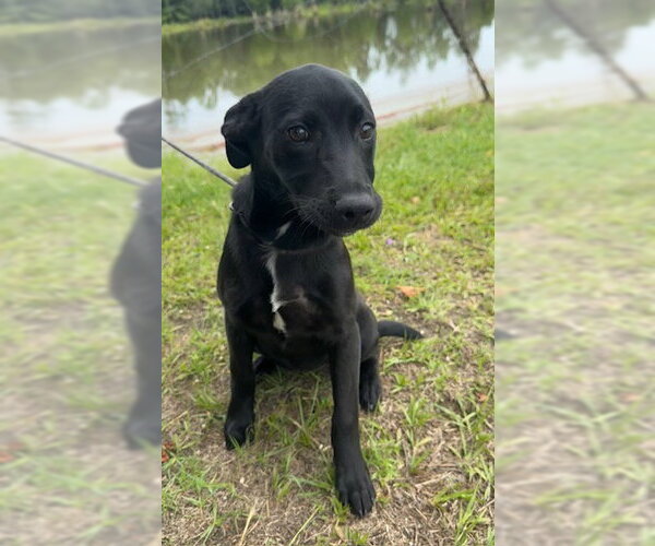 Medium Photo #4 Labrador Retriever-Unknown Mix Puppy For Sale in Tarrytown, GA, USA