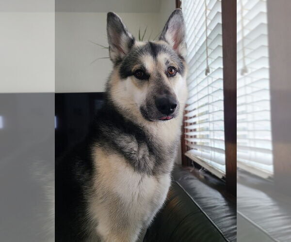 Medium Photo #4 German Shepherd Dog Puppy For Sale in Minneapolis, MN, USA