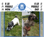Small #6 Poodle (Toy)