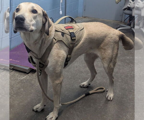 Medium Photo #2 Great Pyrenees-Unknown Mix Puppy For Sale in Evansville, IN, USA