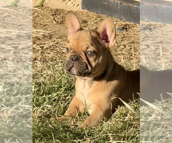 Medium Photo #1 French Bulldog Puppy For Sale in TEMPLE, TX, USA
