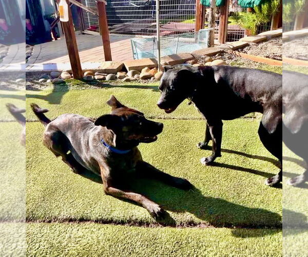 Medium Photo #6 American Pit Bull Terrier Puppy For Sale in Berkeley, CA, USA