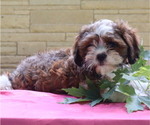 Small #4 Cava-Tzu