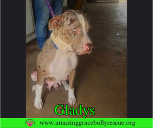 Gladys - Female Australian Shepherd-Unknown Mix Dog for Adoption - Photo #3