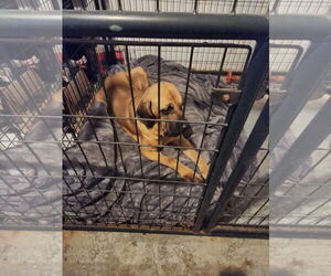 Taarna - Female Brazilian Mastiff Dog for Adoption - Photo #7