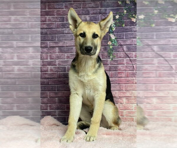 Medium Photo #2 German Shepherd Dog-Unknown Mix Puppy For Sale in Lakewood, CO, USA