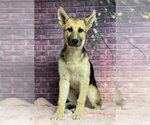 Small #1 German Shepherd Dog Mix