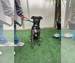 Small #6 Mutt