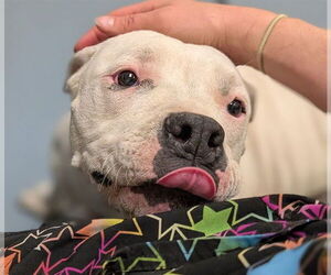 American Bulldog-Unknown Mix Dogs for adoption in Denver, CO, USA