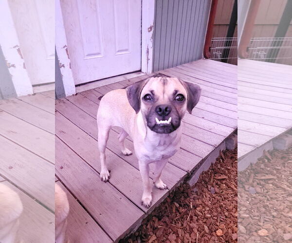 Medium Photo #2 Pug-Unknown Mix Puppy For Sale in Sequim, WA, USA