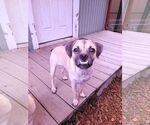 Small #1 Pug Mix