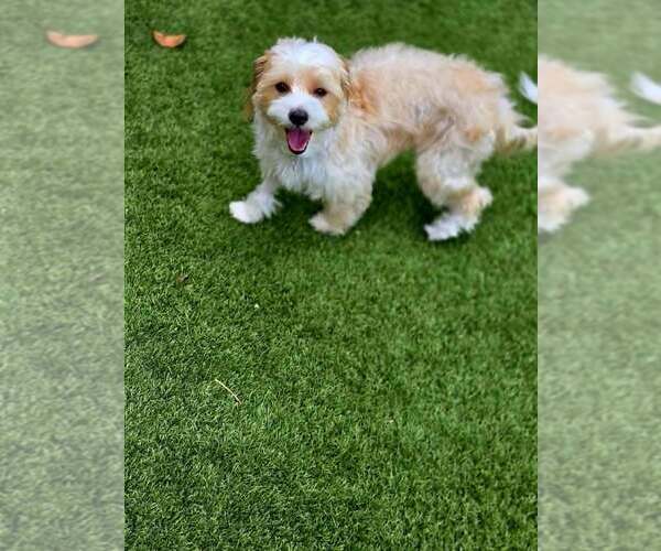 Medium Photo #7 Maltese-Unknown Mix Puppy For Sale in Plantation, FL, USA