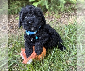 Havapoo Puppy for Sale in MIDDLEBURY, Indiana USA
