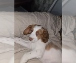 Small Brittany