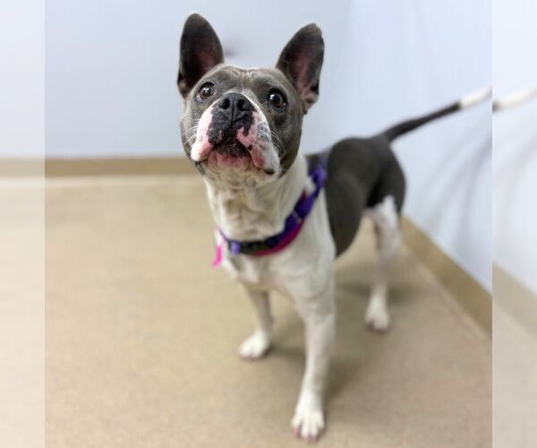 Medium Photo #1 French Bulldog-Unknown Mix Puppy For Sale in Aurora, CO, USA