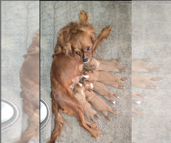 Medium Photo #1 Cavalier King Charles Spaniel Puppy For Sale in SPRING HILL, FL, USA