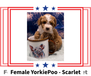 Poodle (Toy)-Yorkshire Terrier Mix Puppy for sale in AZLE, TX, USA