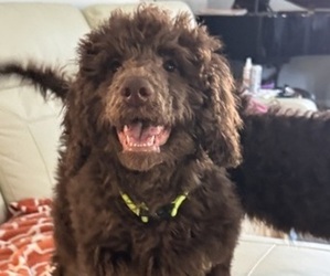 Poodle (Standard) Puppy for sale in ZIMMERMAN, MN, USA