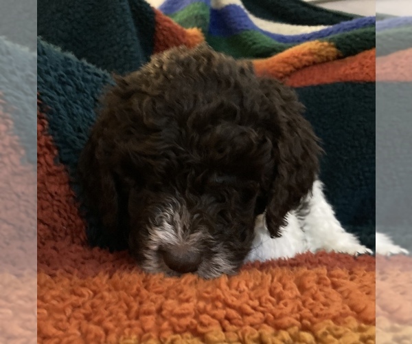 Medium Photo #3 Labradoodle Puppy For Sale in BIGFORK, MT, USA
