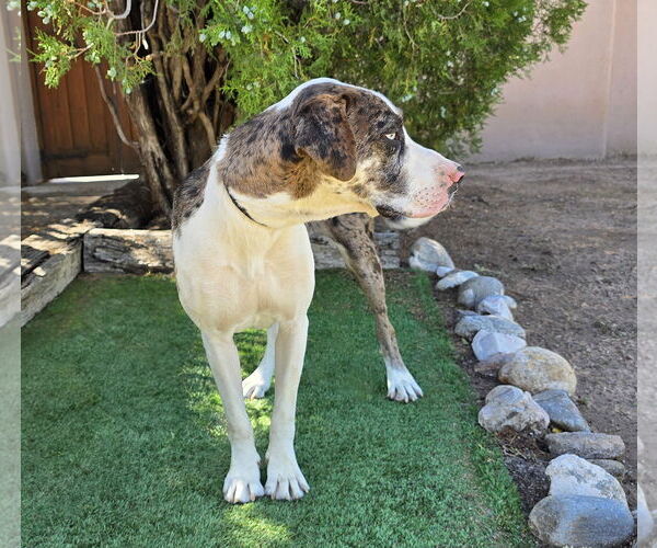 Medium Photo #3 Catahoula Leopard Dog-Great Dane Mix Puppy For Sale in Albuquerque, NM, USA