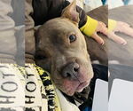 Small #5 American Pit Bull Terrier-Staffordshire Bull Terrier Mix