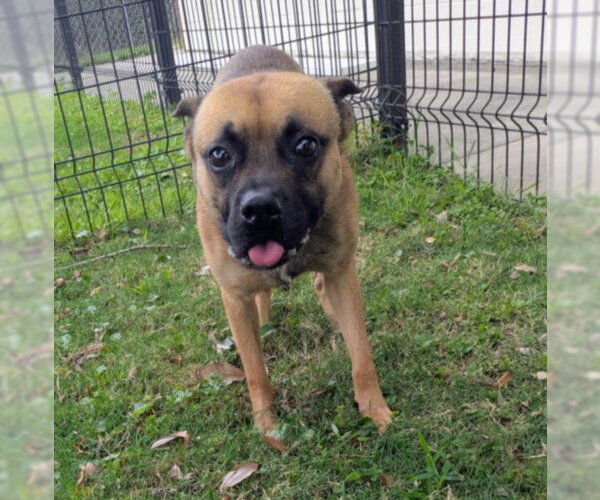 Medium Photo #2 Pug-Unknown Mix Puppy For Sale in Texas City, TX, USA