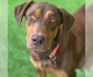 Doberman Pinscher-Unknown Mix Dogs for adoption in San Diego, CA, USA