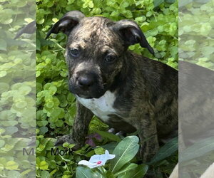 Mork Lonestar - Male Mutt Dog for Adoption - Photo #4