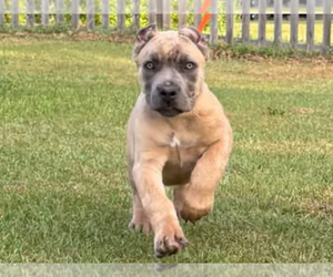 Cane Corso Puppy for sale in WARREN, MI, USA