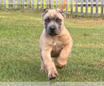 Small Cane Corso