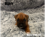 Small Photo #8 Boxer Puppy For Sale in WEST COLUMBIA, SC, USA