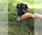 Small Photo #7 Schnauzer (Miniature) Puppy For Sale in MIDDLEFIELD, OH, USA