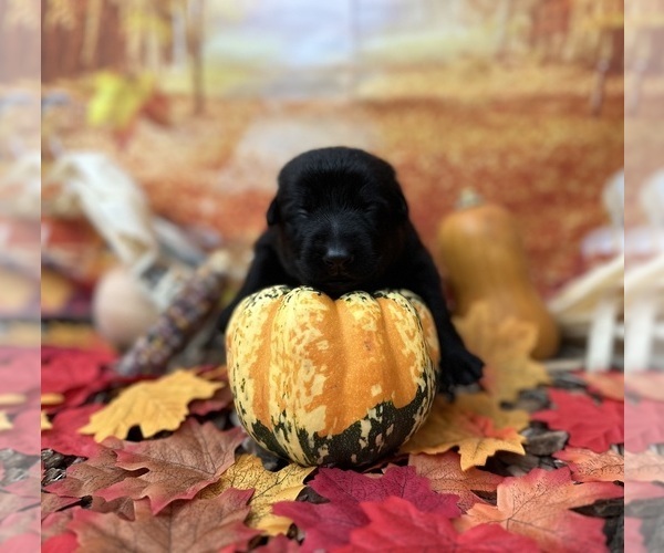 Medium Photo #37 German Shepherd Dog Puppy For Sale in LAKE ELSINORE, CA, USA