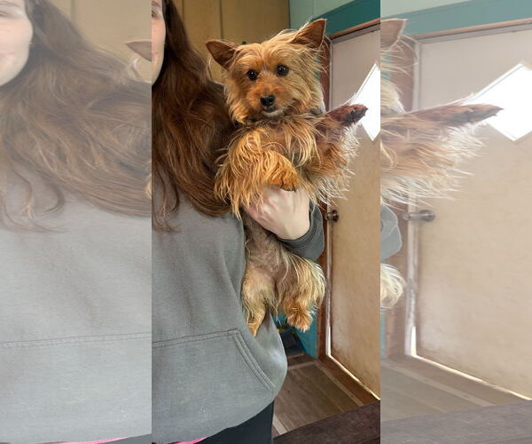 Medium Photo #10 Mutt Puppy For Sale in Pacolet, SC, USA