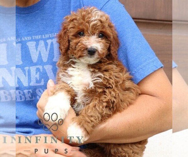 Medium Photo #5 Cavapoo Puppy For Sale in NARVON, PA, USA