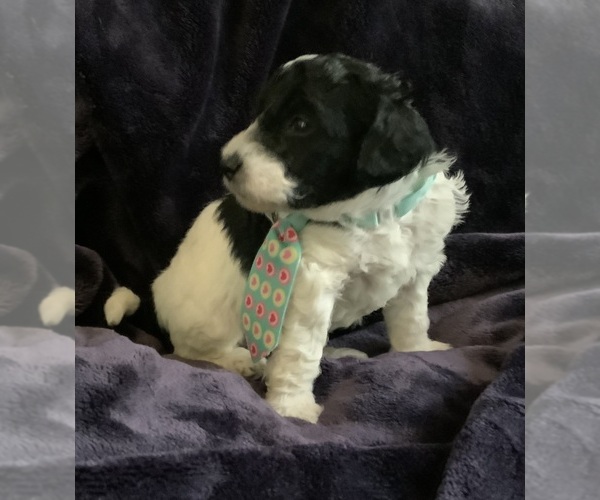 Medium Photo #3 Goldendoodle mix (+ Poodle Miniature) Puppy For Sale in MANTECA, CA, USA